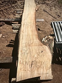 Ambrosia Maple